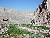 Ocotillo by the Rio Grande