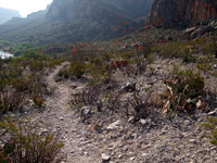 Opuntia and ocotillo