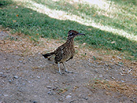 Road runner