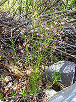 Arizona Centaury