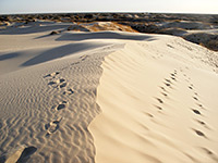 Monahans Sandhills State Park