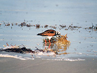 A sandpiper