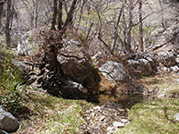 Pool at the spring