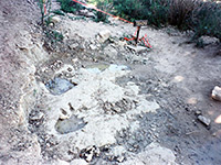 Sauropod tracks