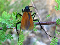 Tarantula-hawk wasp