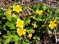 Yellow rock nettle