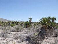 Yucca faxoniana