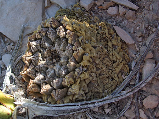 Mature specimen of Living rock cactus