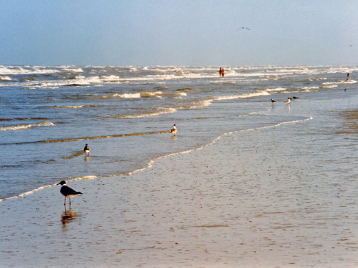 Birds on the beach