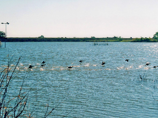 Ducks on Lake Theo