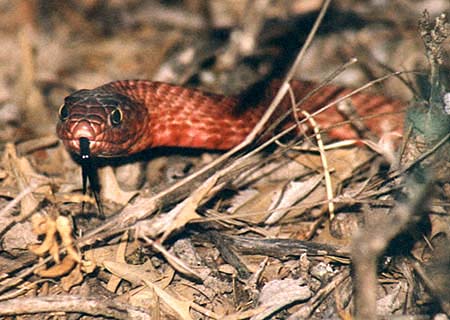 Western coachwhip