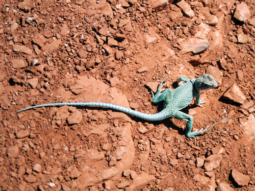 Collared lizard