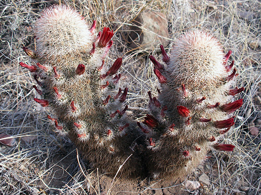 Brown flowered cactus, echinocereus chloranthus