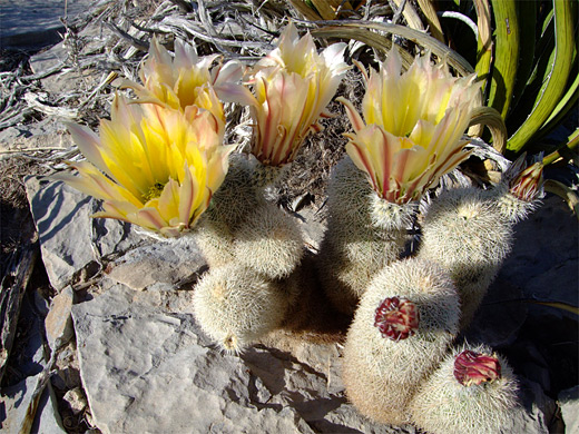 Texas rainbow cactus, echinocereus dasyacanthus