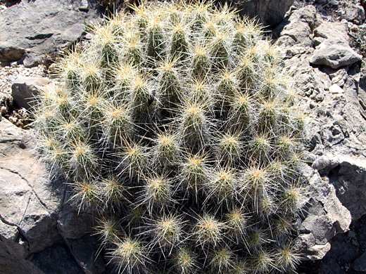 Pitaya, echinocereus enneacanthus