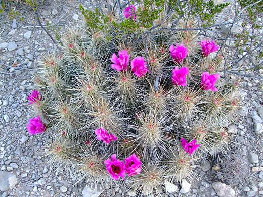 Strawberry hedgehog cactus, echinocereus stramineus