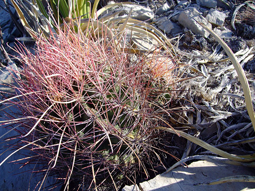 Texas barrel cactus; ferocactus hamatacanthus