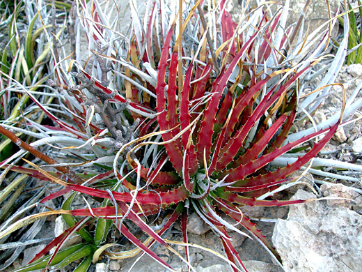 Texas false agave, hechtia texensis