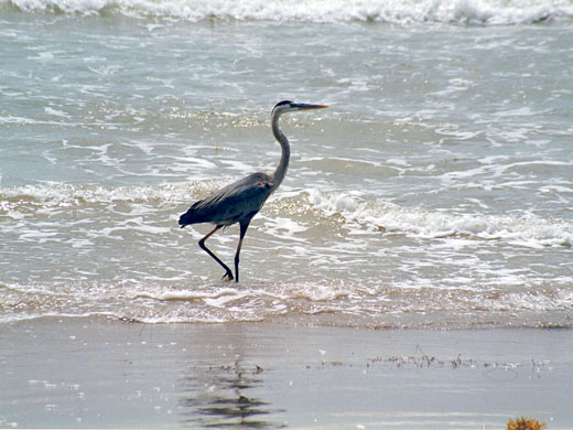 A heron