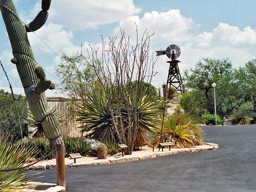 Cactus garden and the water tower