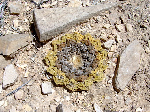 Living rock cactus, ariocarpus fissuratus