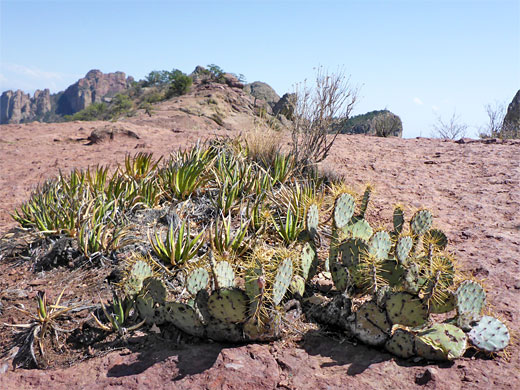 Opuntia and lechuguilla