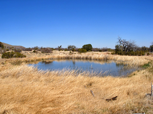 Manzanita Spring