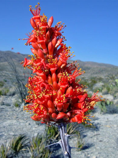 Orange red flowers