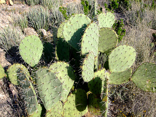 Engelmann's prickly pear, opuntia engelmannii