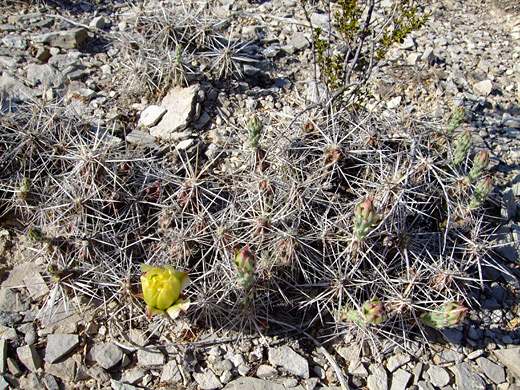 Grusonia grahamii, Graham's club cholla