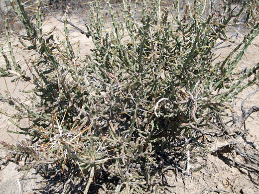 Cylindropuntia leptocaulism Christmas cholla