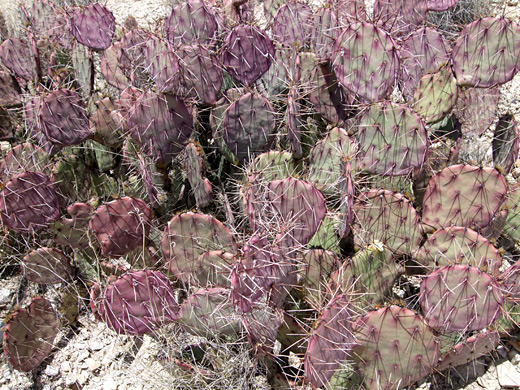 Purple prickly pear, opuntia macrocentra