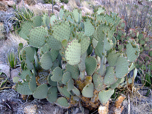 Blind prickly pear, opuntia rufida