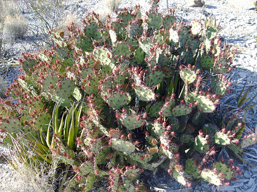 Spiny fruit prickly pear, opuntia x spinosibacca