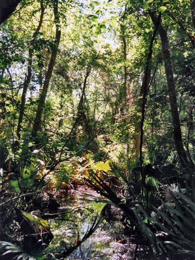 Palms along the Palmetto Trail