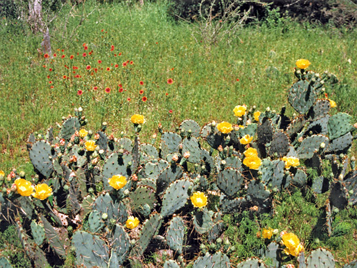 Opuntia lindheimeri, Texas prickly pear