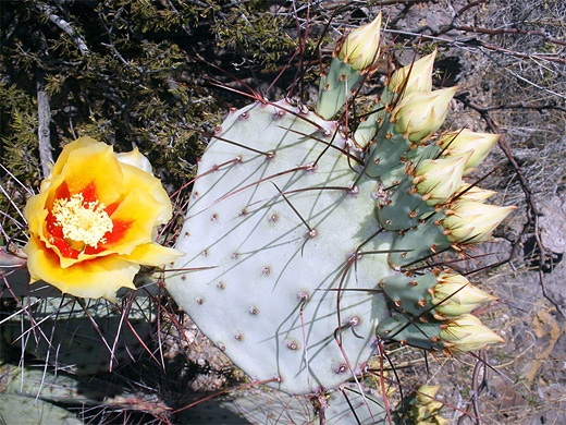 Opuntia azurea, purple prickly pear