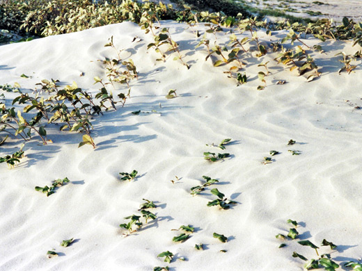 Sand ripples