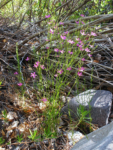Arizona Centaury