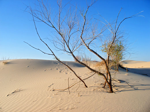 Submerged bush in the Monahans Sandhills