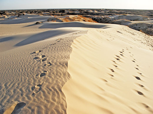 Dunes at Monahans Sandhills State Park
