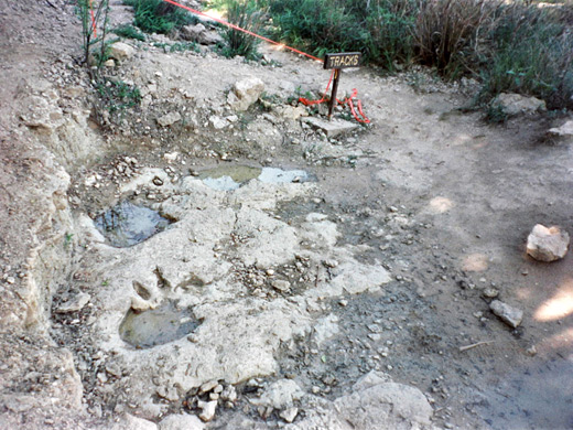 Sauropod tracks