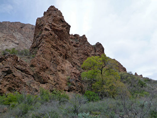 Trees and rocks