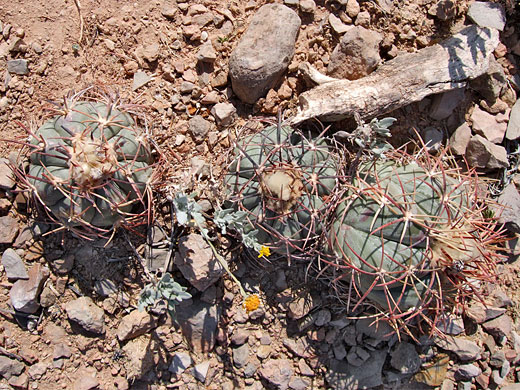 Three eagle claws cacti
