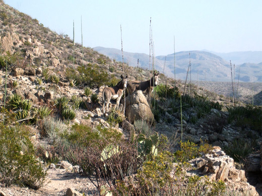 Burros along the north fork of the trail