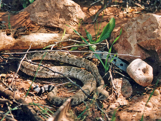 Western diamondback rattlesnake