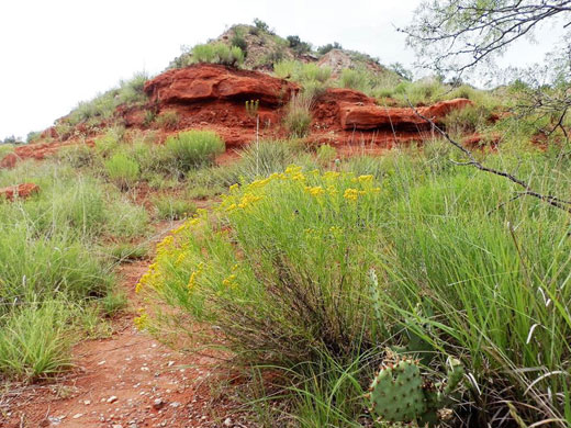 Rocks and flowers