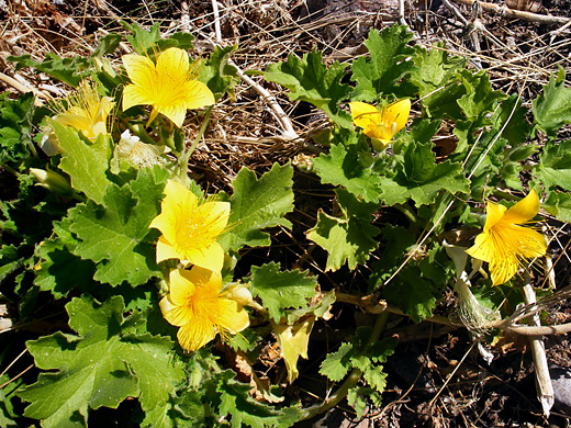 Yellow Rock Nettle; Large yellow flowers of the yellow rock nettle (eucnide bartonioides); Rancherias Canyon, Big Bend Ranch State Park, Texas