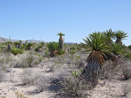 Yucca faxoniana, Spanish dagger