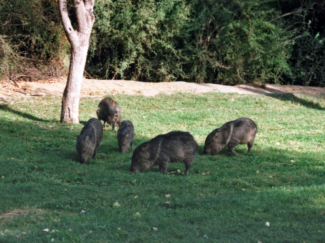 Javelinas at Rio Grande Village campsite